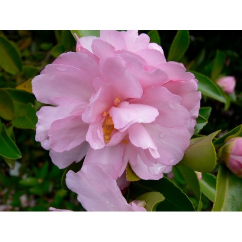 Camellia Rosette x 1 Sun Tolerant sasanqua Light to soft Pink Double Flowering Garden Plants Shrubs/Small trees Also Shade Screening Courtyard Balcony 